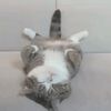 cat 17