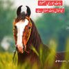 shad.ali042