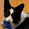 beauthecardigancorgi