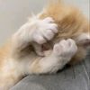 thiri_hlaing_84