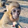 Monkey friend