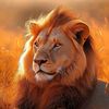 shams.khan2407