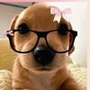 love.animals.only.468