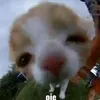 tulip.cam