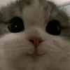 lemlemqtty5