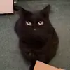 justacatandagirl