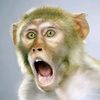 monkeyvide1
