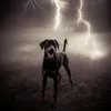 dobermann.nero
