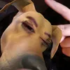 cra4ne