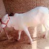 ramzanmemon49
