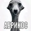 pocojopo