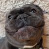 Steele the Frenchie