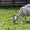 mohannedthegoat2