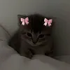 wifi4cats