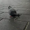 sofie_6900