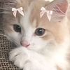 jungwoncat26