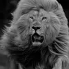 الامبراطور🦅