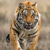 tigers0510