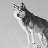 🐺