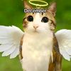 borysshua