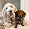 thedoxiedoodleduo