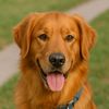 thor_the_goldie