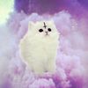 vent.account5077