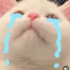 dellmemay6