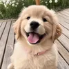 pawstailsclaws