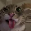massical4