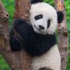 pandaanimalcore