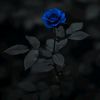janerose_4