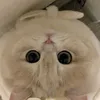 what_loveee