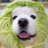 barktasticmoments