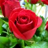 rosni.mohdnoor