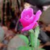 eti_maria290
