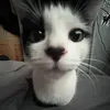mini_br0shka