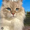 user4671155022606