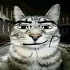 cat_cats4life
