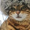guccicat