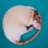 catmouseax