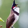 lydang1075
