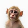 chimp.tok