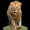 nadeem.alee33