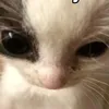 blevot_nya