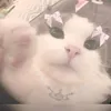 itzlilyrxo