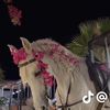 amena.alrisi