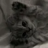 dashafvfy9a