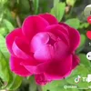 gull_astera5