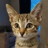 cohiaiko